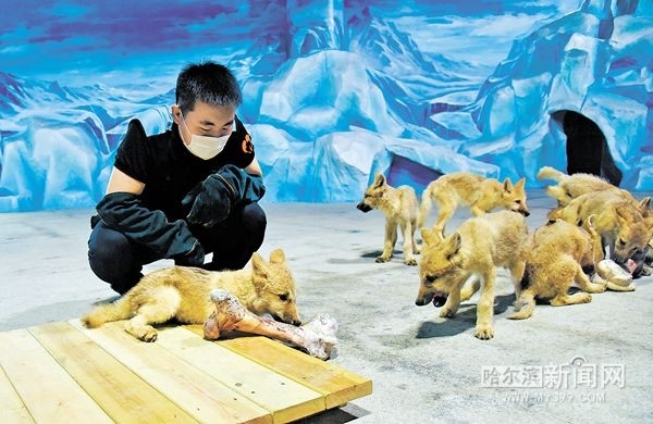 "这就是北极狼宝宝吗?太萌了!""被驯养师抱着那只,那么乖,一点儿