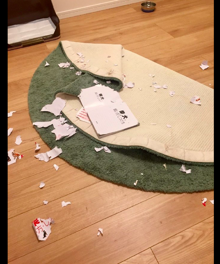 网友买了本如何饲养柴犬的书,第二天就被它给撕了,狗:问我啊!