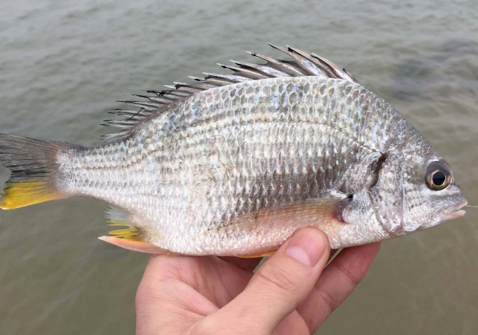 有益思 海水魚扔進淡水裡會發生什麼