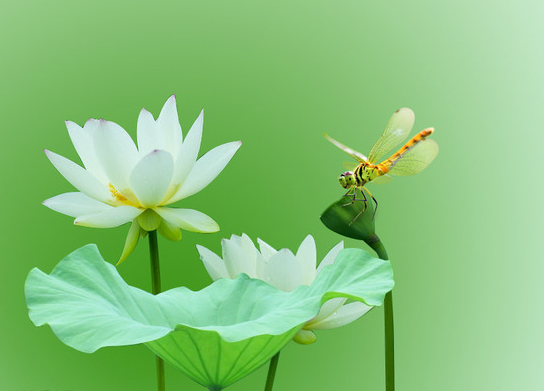 八月开始 时来运转 4属相事业步步高升 生活和和美美 今天新闻 晶创资讯网