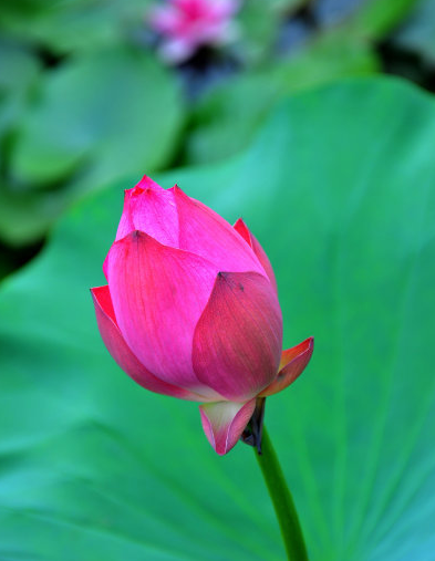 八月开始 时来运转 4属相事业步步高升 生活和和美美 今天新闻 晶创资讯网