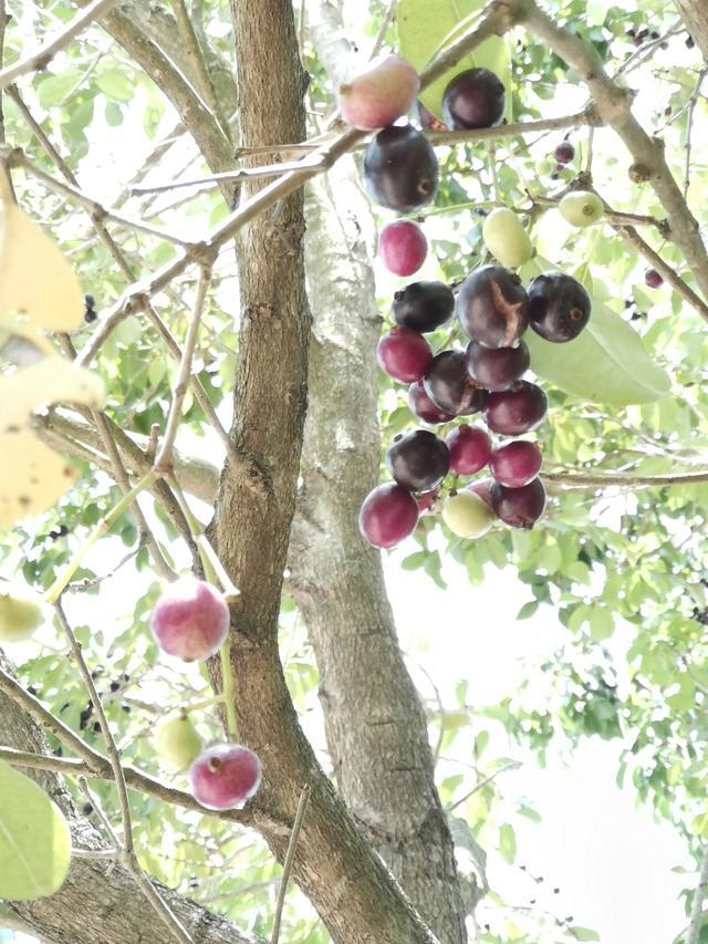 湛江黎话:共箩,火炭,黑墨,水泱……你那里叫这种果啥名字?_腾讯新闻