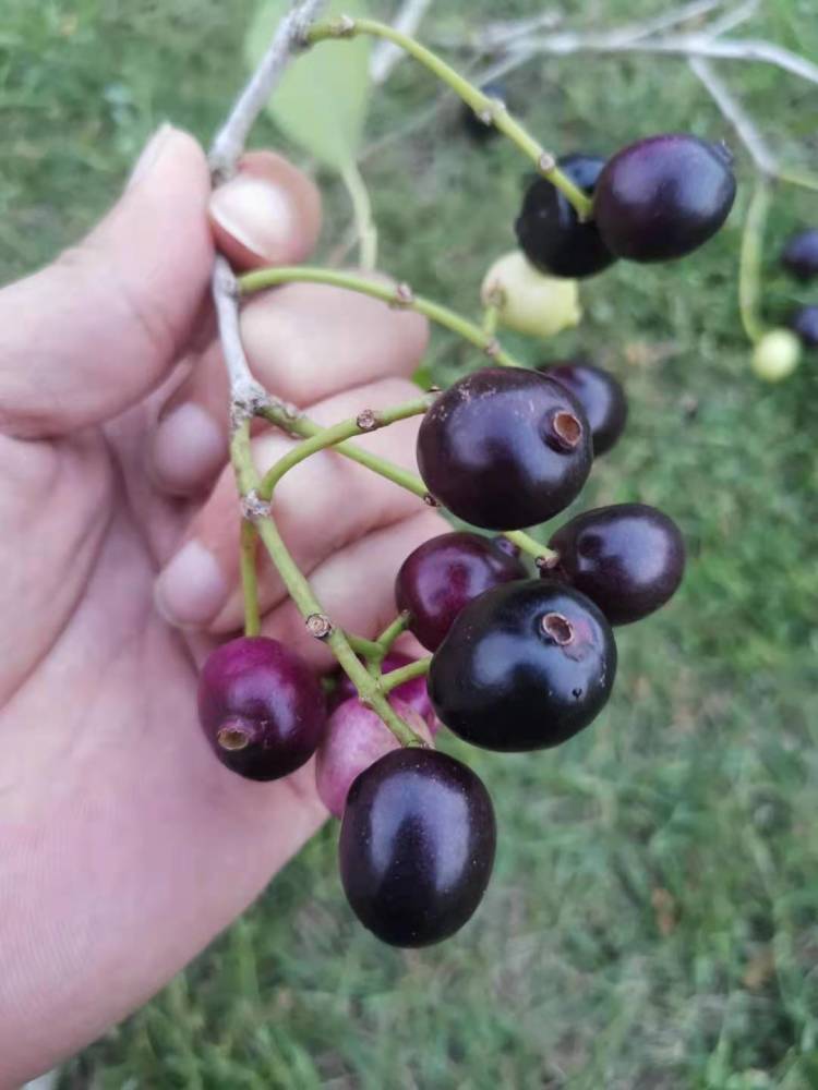 湛江黎话:共箩,火炭,黑墨,水泱……你那里叫这种果啥名字?_腾讯新闻