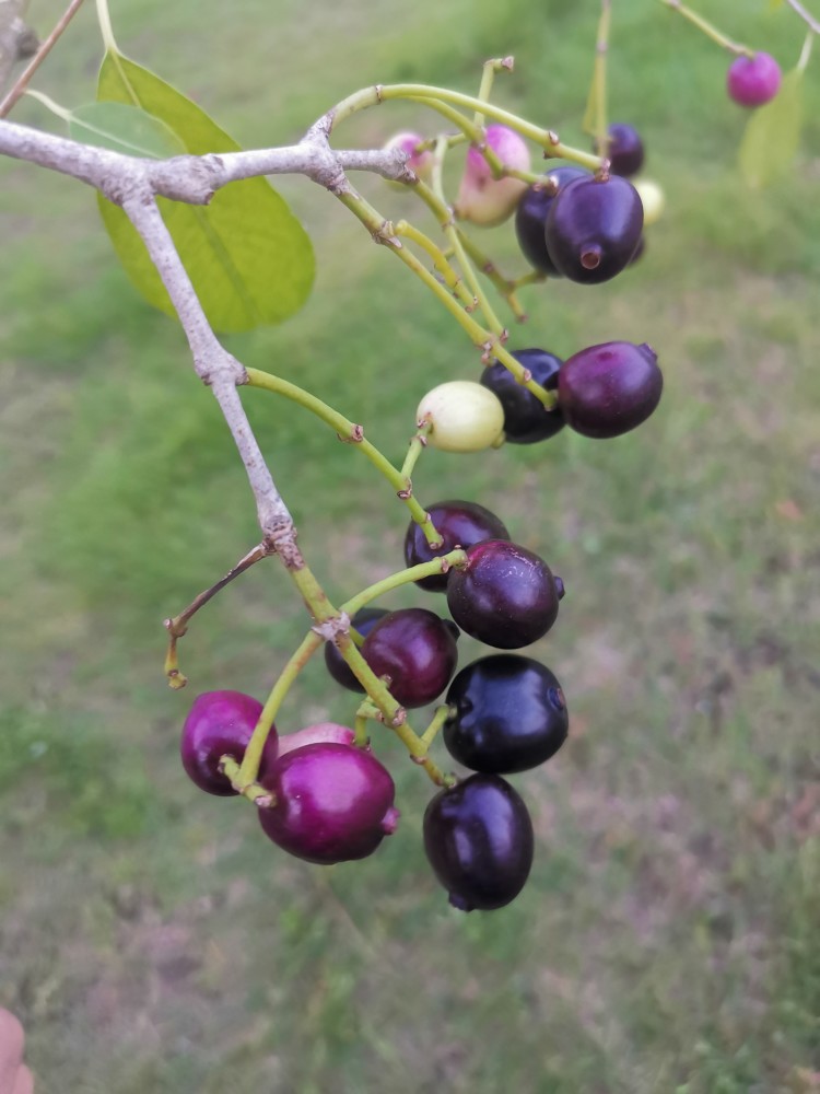 湛江黎话:共箩,火炭,黑墨,水泱……你那里叫这种果啥名字?_腾讯新闻