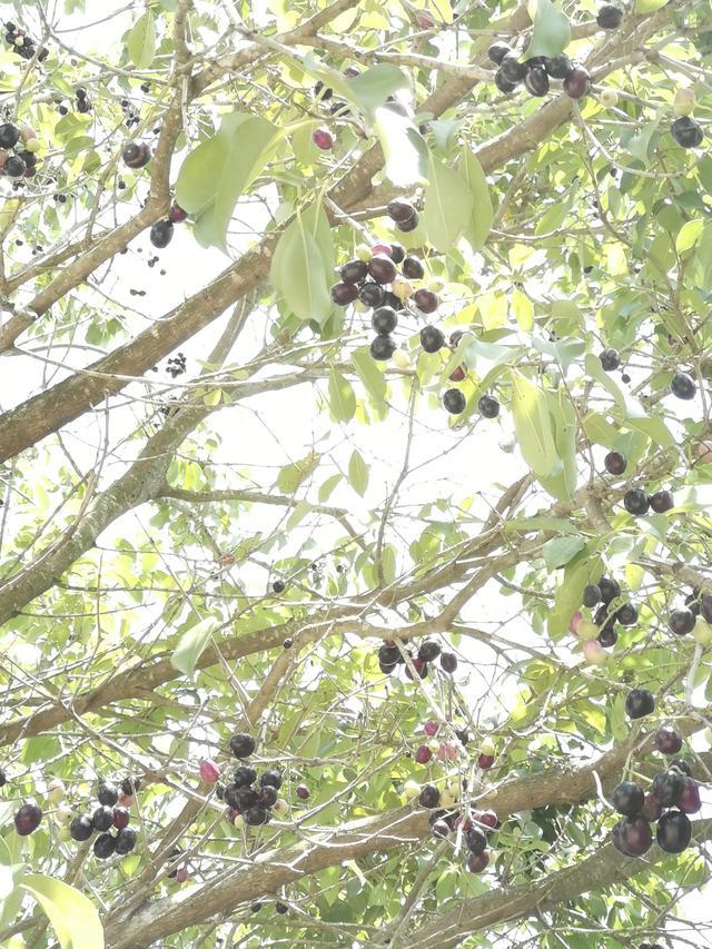 湛江黎话:共箩,火炭,黑墨,水泱……你那里叫这种果啥名字?_腾讯新闻