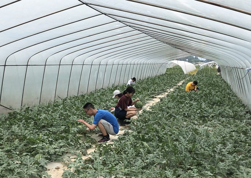 垫江600亩西瓜成熟 等你来摘