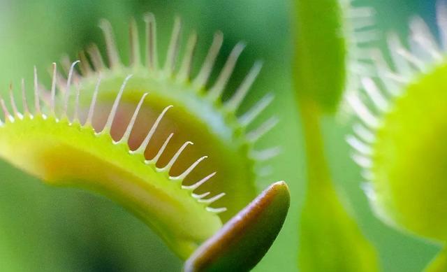 世界最奇怪的植物 会跳舞的草,你见过吗?