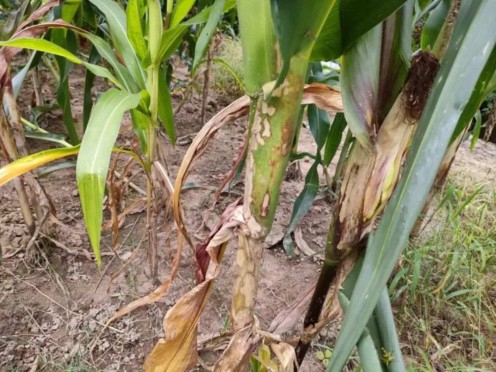 玉米这两种病害已经暴发,谨防蔓延扩散!
