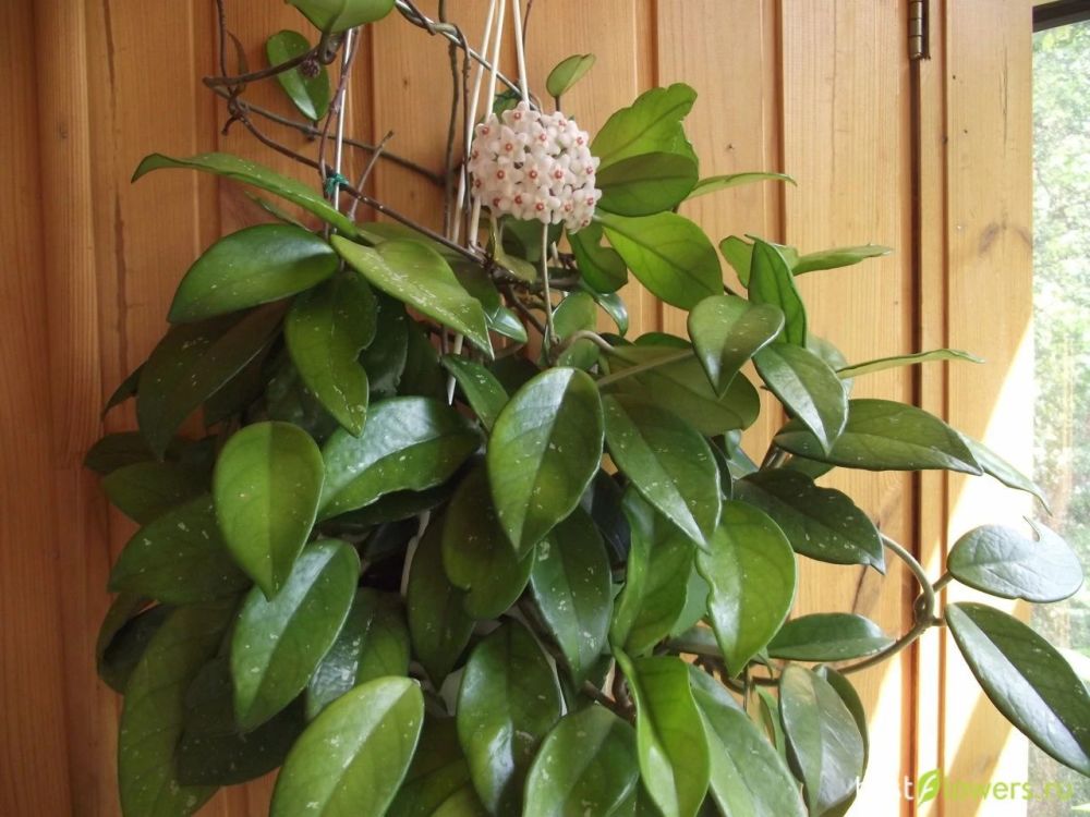 适合养在室内的这种爬藤植物,除了绿萝,常青藤,还可以选这8种