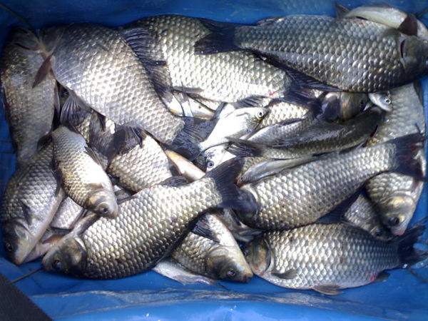 鲫鱼怎么做才好吃分享3种不同的做法鲜香美味下酒下饭都行