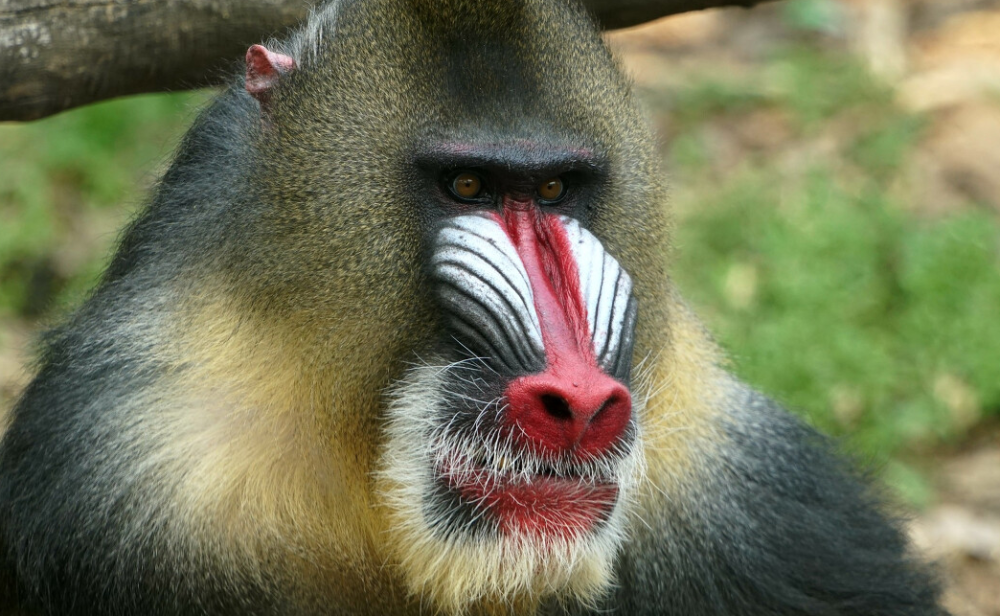 《方舟生存进化》免费dlc推出大量中国生物,恐猿会带
