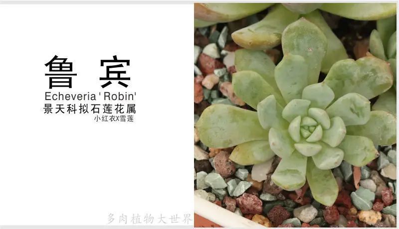 鲁宾 景天科拟石莲花属多肉植物 小红衣与雪莲的杂交品种 腾讯新闻