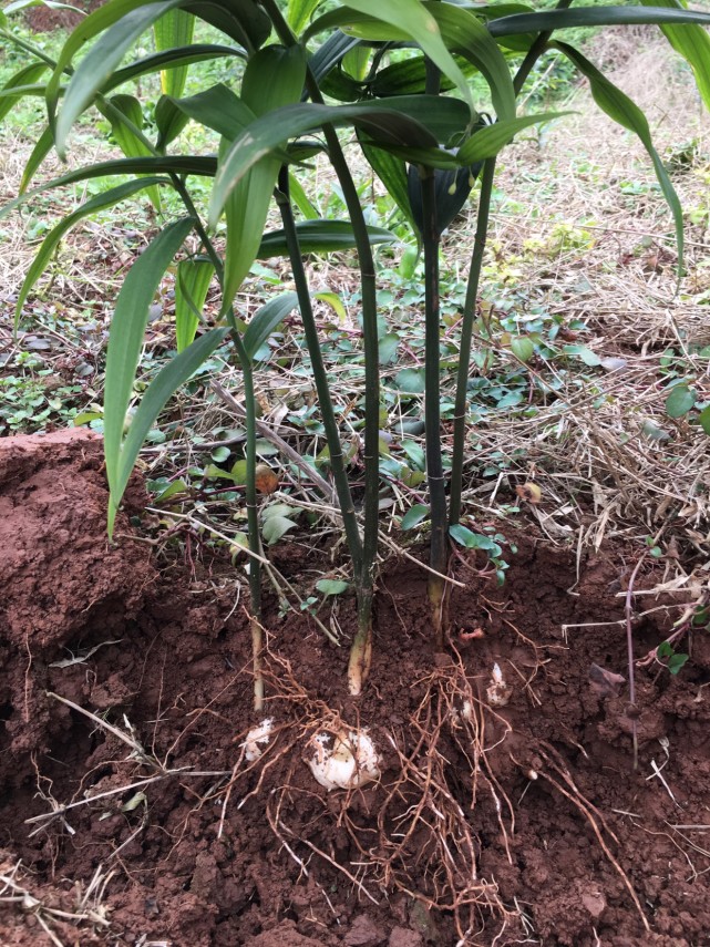 乡下有一种野草,在农民眼里是"救穷草",在富人眼里叫"黄精"