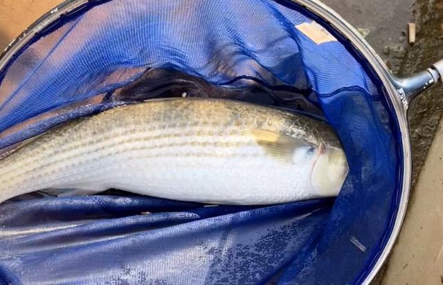 南京一河道鲻鱼"爆发",大的五六斤,有人每天打几十斤窝料