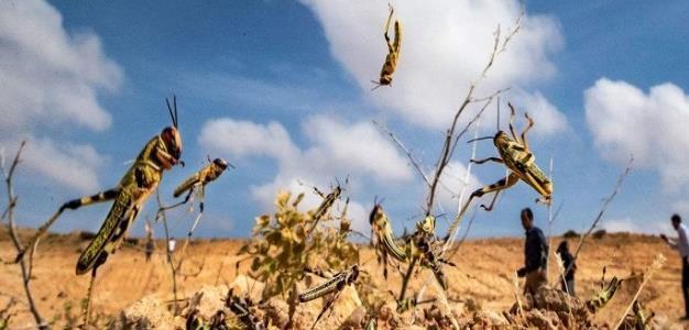 古代闹蝗灾时为何灾民宁可挨饿也不抓蝗虫吃专家想但不敢