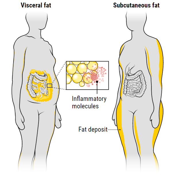 人体脂肪分解图片