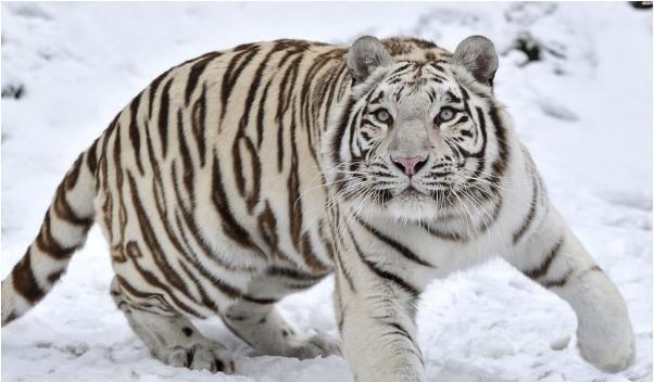 生肖虎名字中若带有这些字,必定一生无忧,事事顺心|肖虎|三合|生肖|无