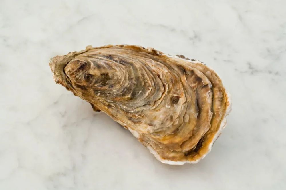 广东人爱吃的生蚝如何入药