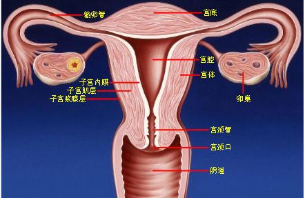 子宫浆膜层示意图图片