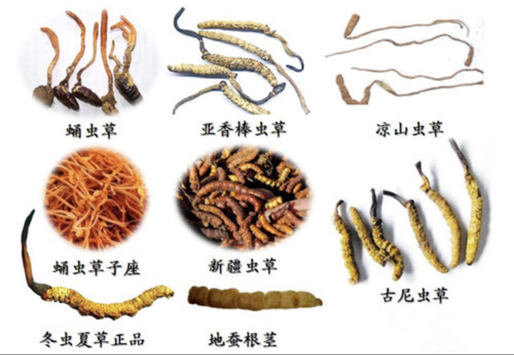 揭秘虫草那些不为人知的神奇功效
