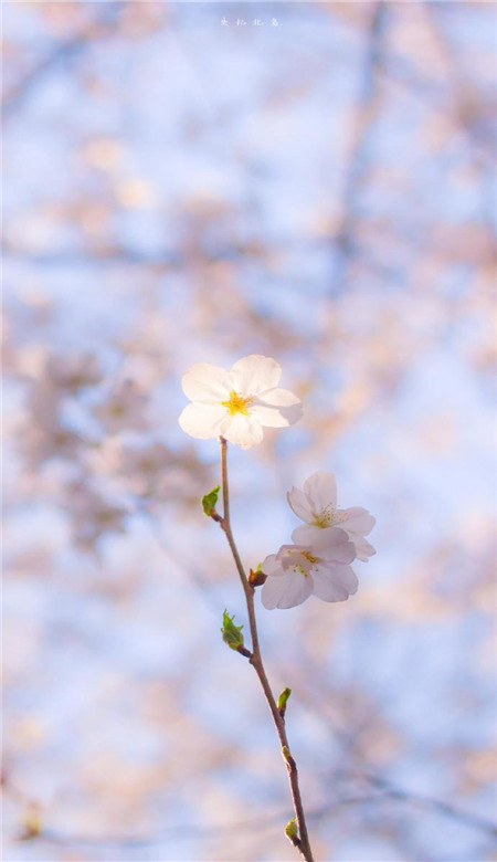 春天唯美粉色桃花手机壁纸图片一组桃花意境图片素材