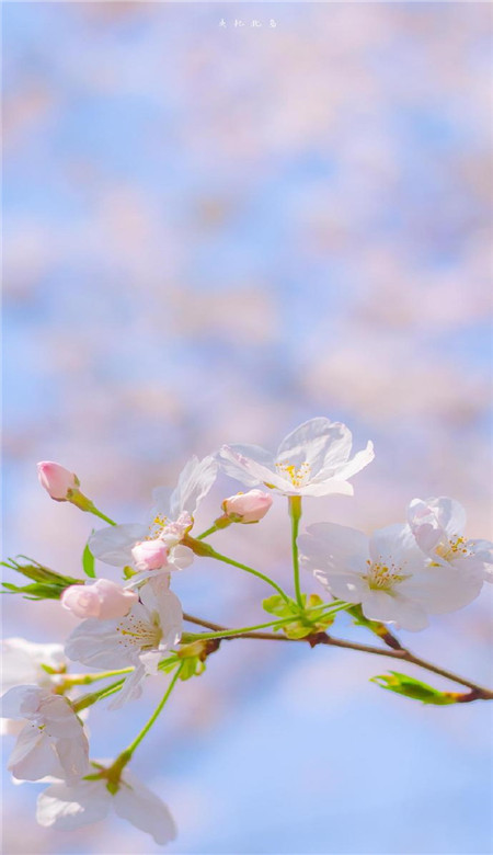 春天唯美粉色桃花手机壁纸图片一组桃花意境图片素材