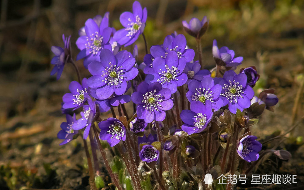 8月2日星座运势 贵人相助 胜券在握的四大星座 腾讯新闻