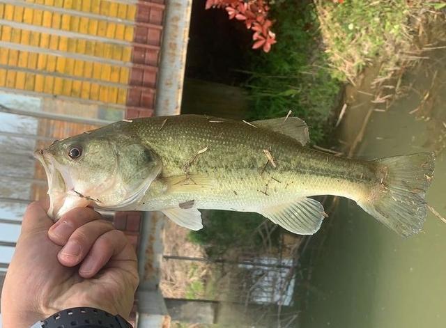 江苏一男子野河发现大量鲈鱼,半小时钓了30多条,这鱼能吃吗_腾讯新闻