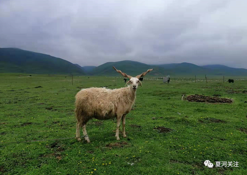 祝贺夏河甘加羊顺利通过省级地理标志农产品登记现场核查和品质鉴评