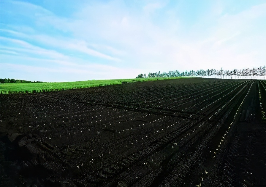 偷盗黑土一晚获利10万元东北黑土地正变黄还能吃上五常米吗