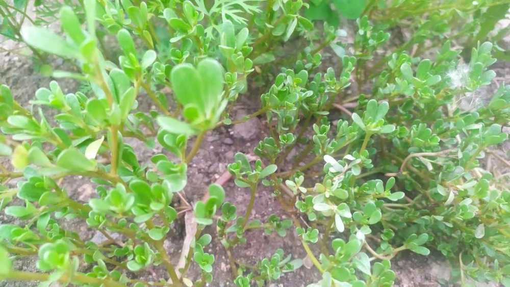 这种菜就是马齿苋,有的地方还管它叫马勺菜,或者瓜子草,因为这东西