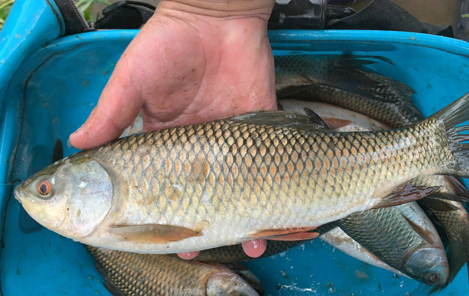 梅州河道泰鯪呈爆發之勢,釣魚人:下竿就有,還有人聞訊請假釣魚