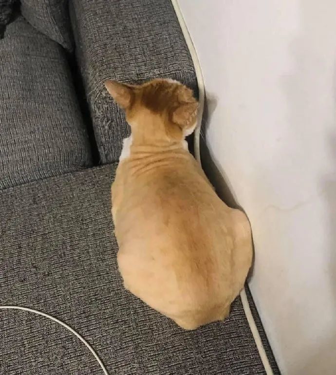 铲屎官给猫咪理发结果理了一半没电了