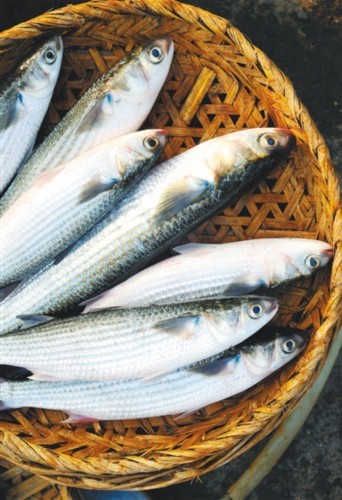 妙哉海南鱼之味