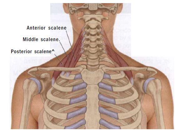 【汤汤播报】呼吸的杀手——斜角肌