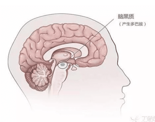 帕金森病是大脑哪里出了问题?