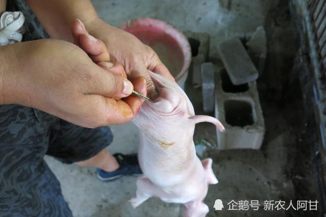 1,仔猪去势是为了增重,生长更快.