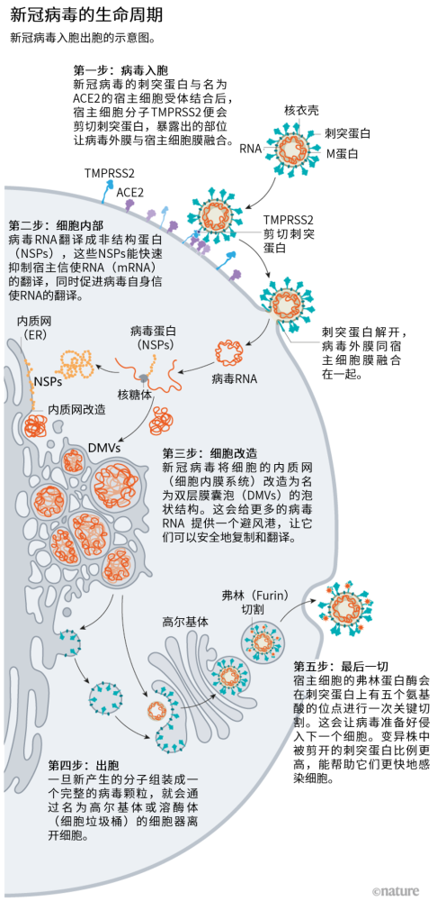 新冠病毒如何感染细胞?delta为何这么毒?