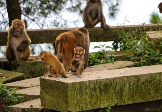 重庆涪陵避暑胜地环境优美底蕴丰厚灵猴谷的猴子令人又爱又恨