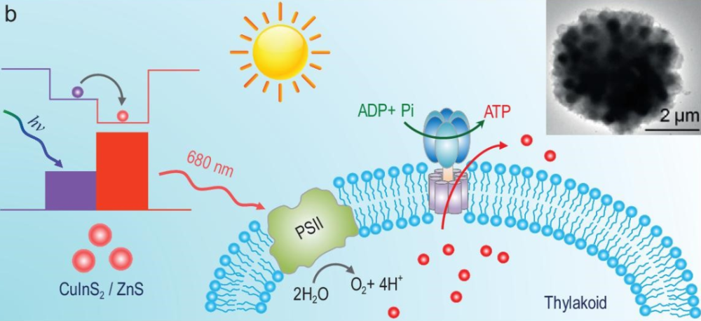 nsr综述:人工材料 光系统ii(psii)=高效光能转化_腾讯新闻