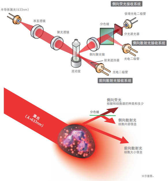 我室採用的這臺sysmex全自動血液細胞分析儀xn-1000對異型淋巴細胞的