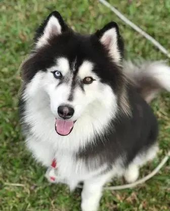 这只阿拉斯加叫亚瑟,是个拥有异瞳的帅小伙.