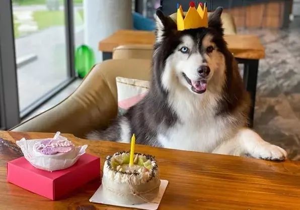 这只阿拉斯加叫亚瑟,是个拥有异瞳的帅小伙.