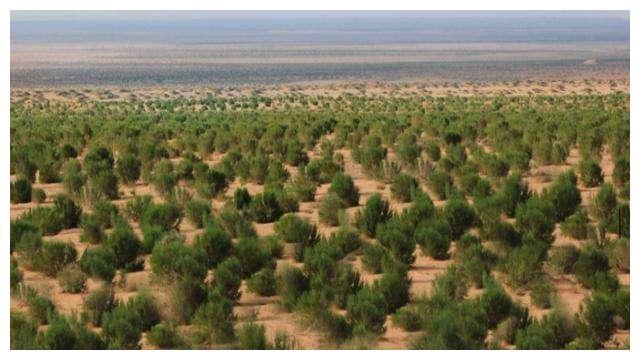 从2017到2021,马云天价打造的蚂蚁森林,官方图片引人泪目_腾讯新闻