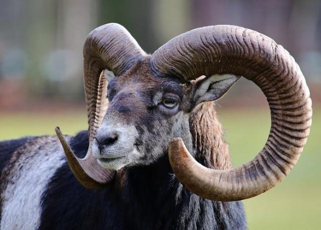 母羊到底有没有角?