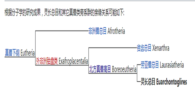 如果没有灵长类下一批演化出智慧的会不会是犬科动物为什么