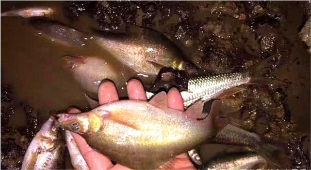 广西钓友钓获数条奇怪的驼背鱼网友二级保护鱼类尽快放流