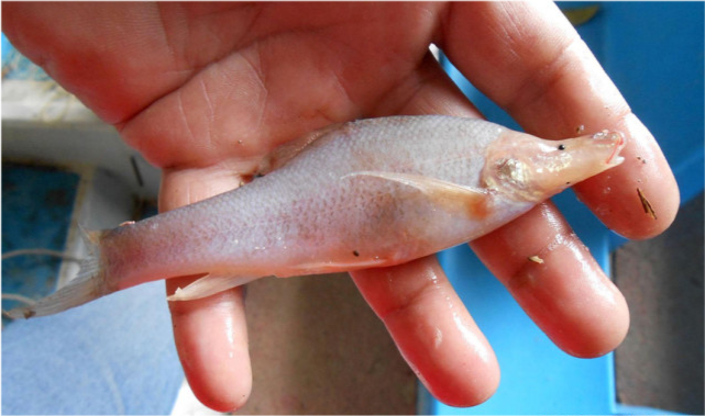 广西钓友钓获数条奇怪的驼背鱼网友二级保护鱼类尽快放流