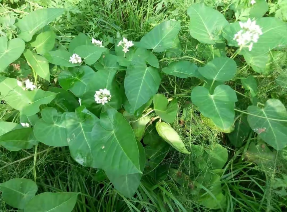 老瓜瓢不僅僅人可以食用,農村的山羊也非常喜愛吃,這野果脆脆的,吃