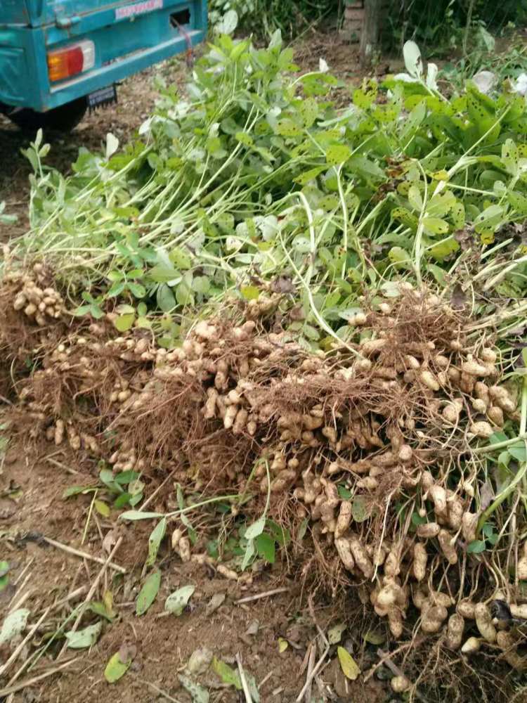 花生种植中良好的施肥管理措施对提高花花生产量,出油率以及减少空壳